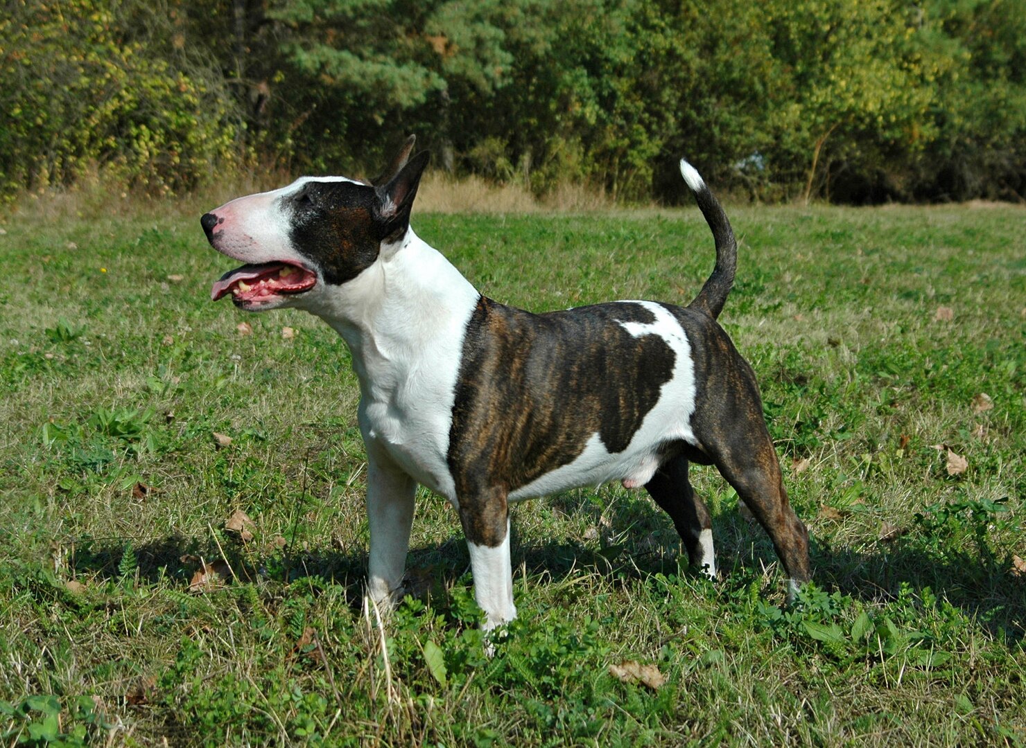 Bull Terrier dog