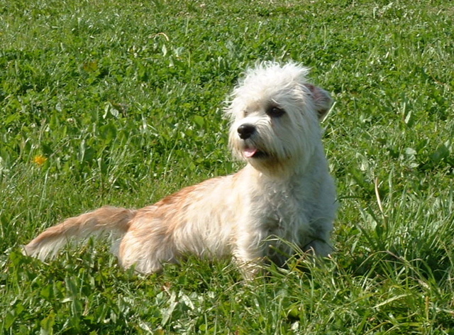 Dandie Dinmont Terrier dog