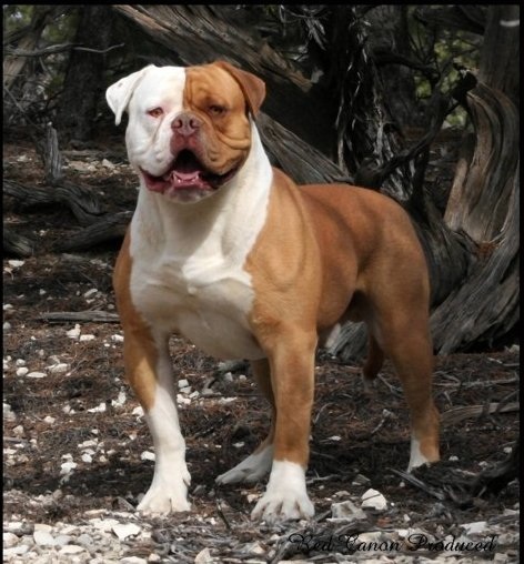 American Bulldog dog