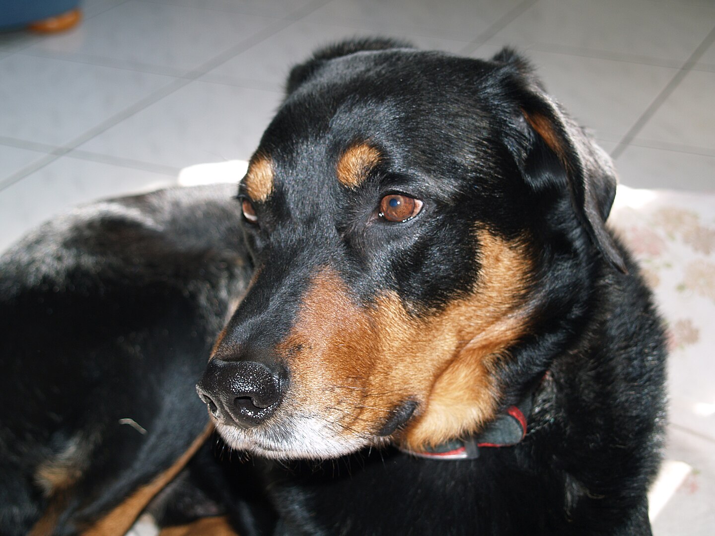 Beauceron dog