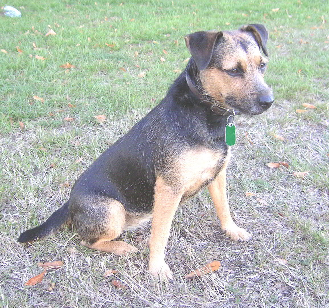 Patterdale Terrier dog