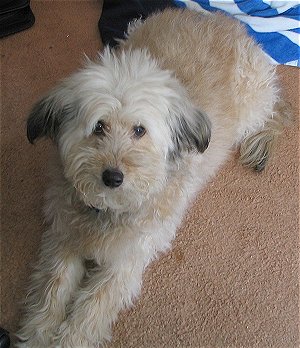 Whoodle dog