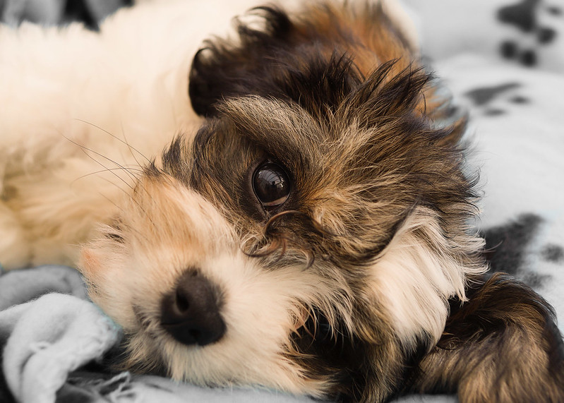 Cavachon dog