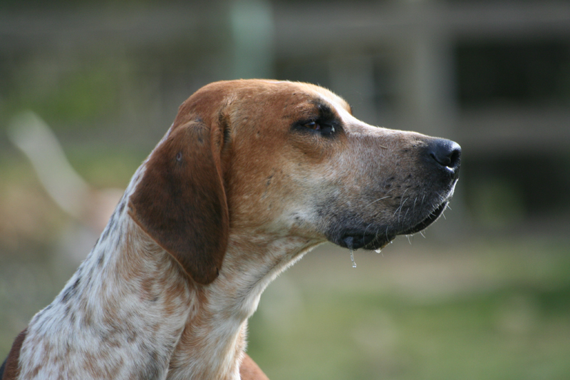 English Foxhound dog