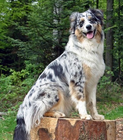 Australian Shepherd dog