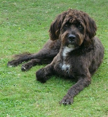 Boxerdoodle dog
