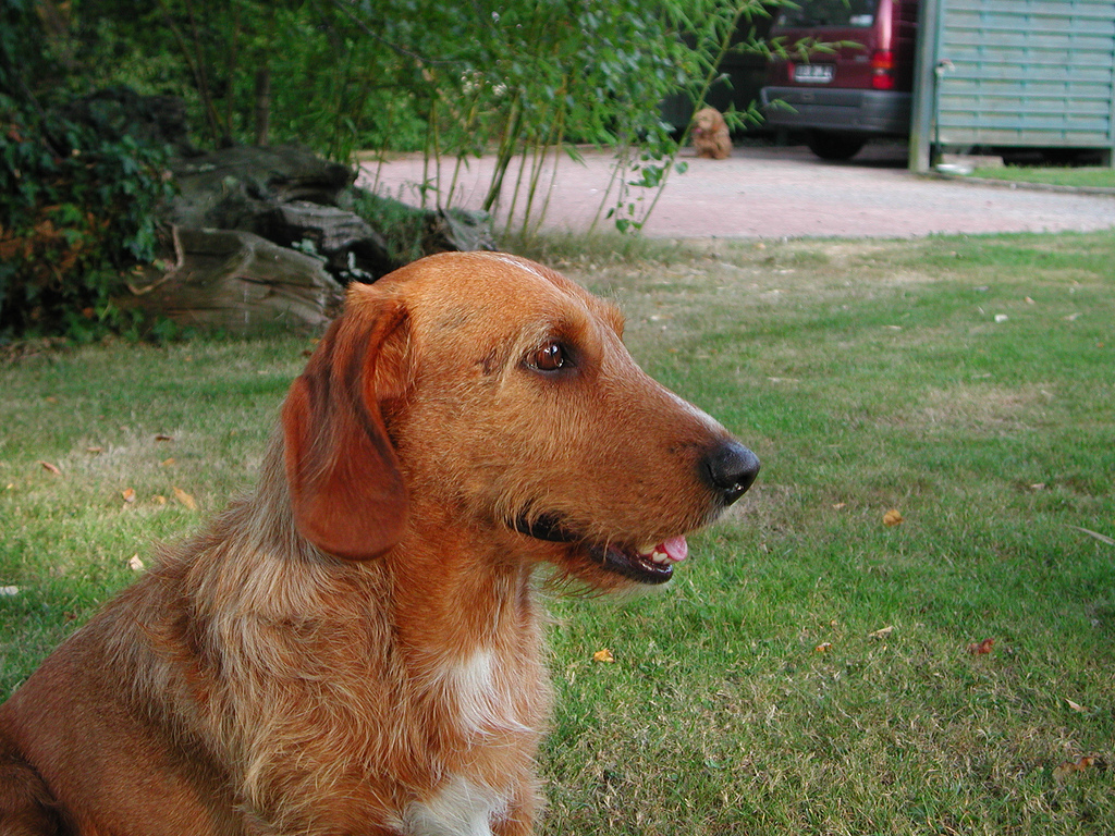 Basset Fauve de Bretagne