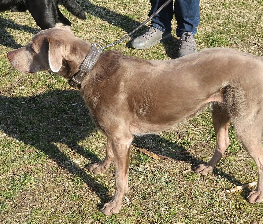 Labmaraner dog