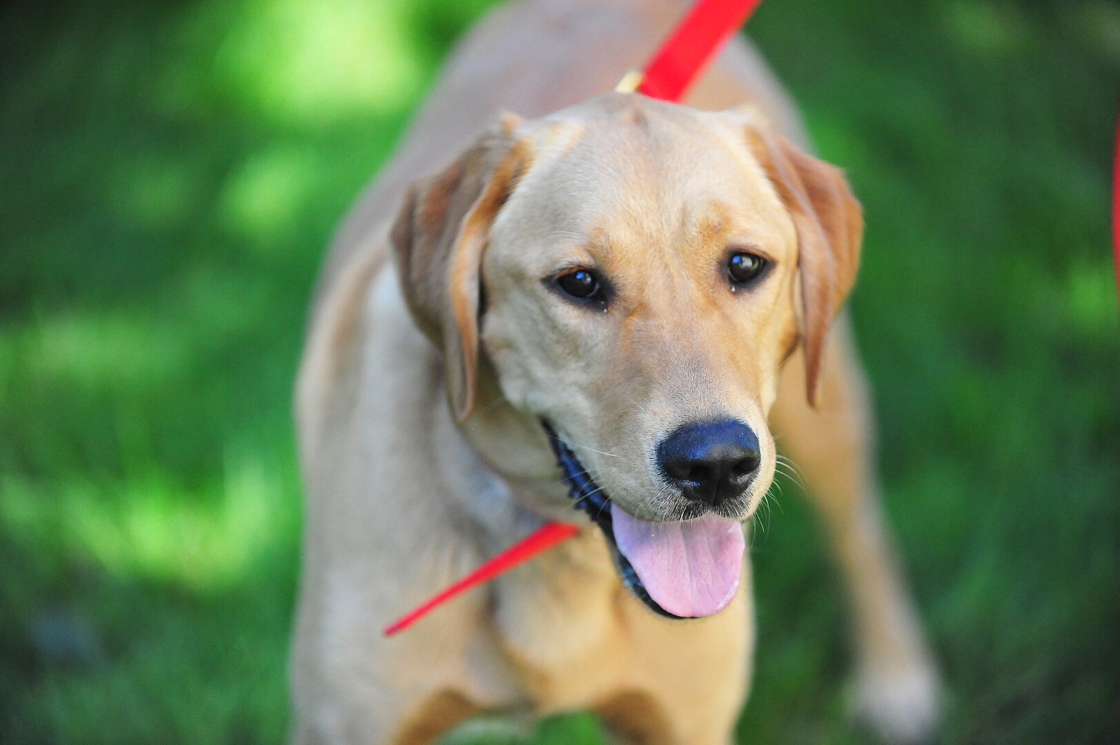 Goldador dog