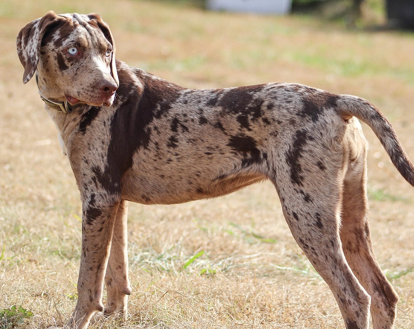 Catahoula Leopard Dog