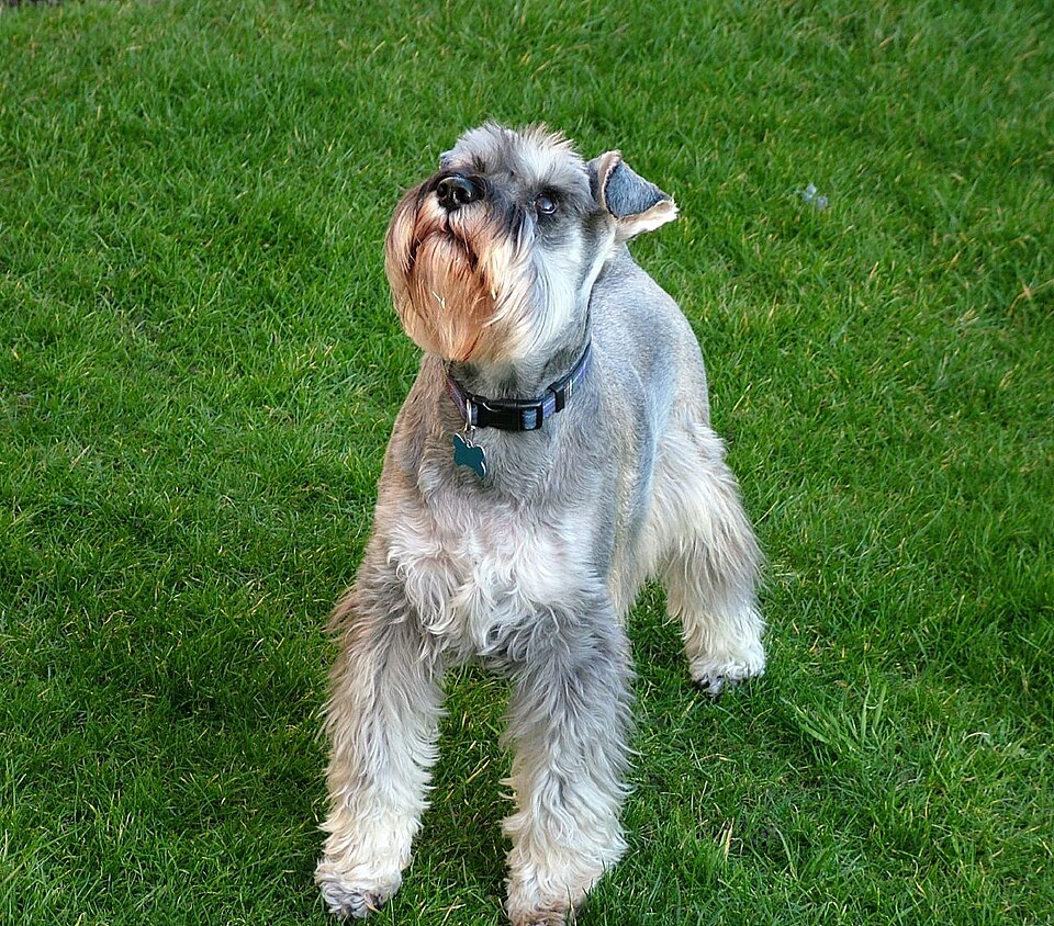 Miniature Schnauzer dog