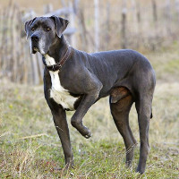 American Foxy Dane dog