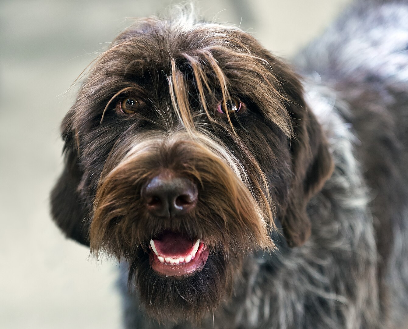 Pointer (German Wirehaired) dog