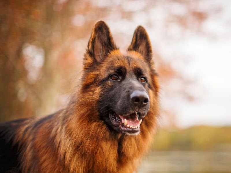 German Shepherd dog