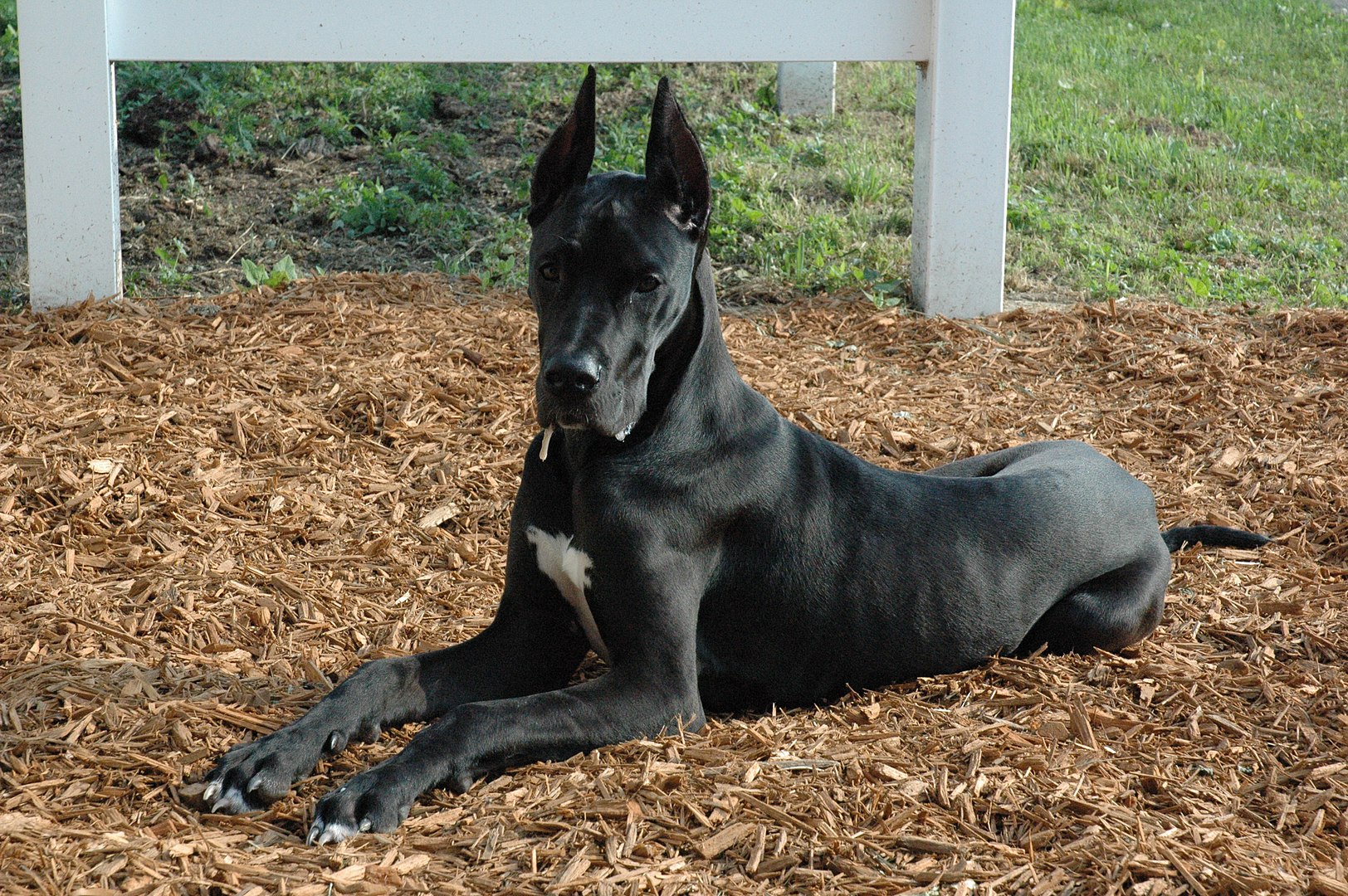 Great Dane dog