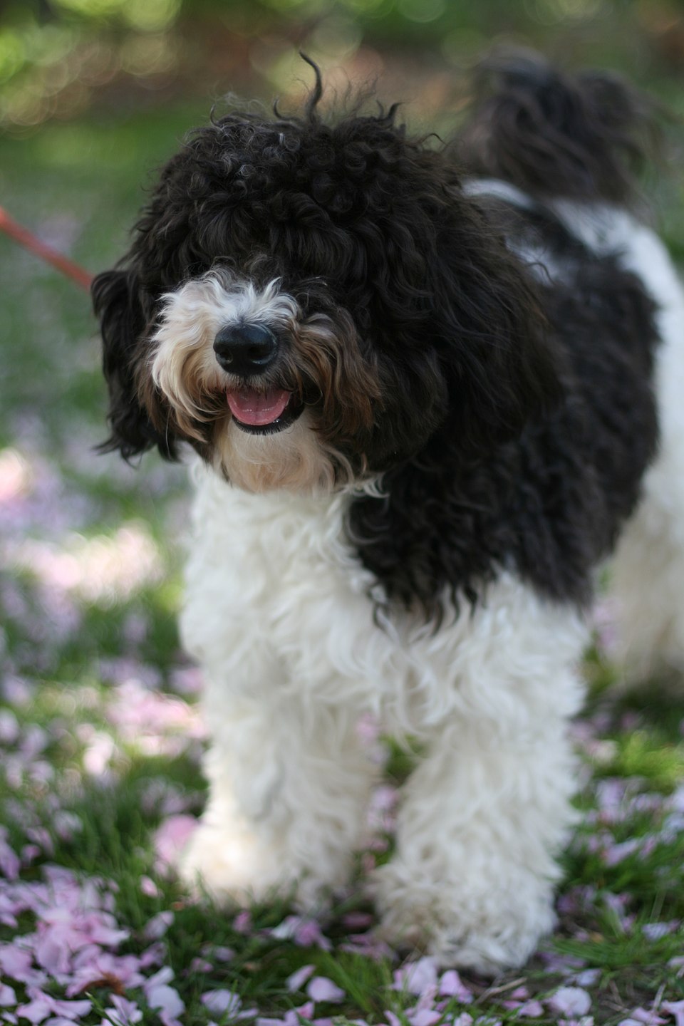 Havapoo dog