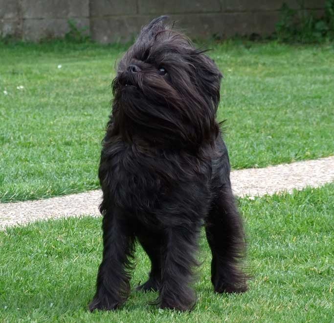 Affenpinscher dog