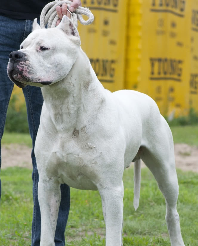 Dogo Argentino