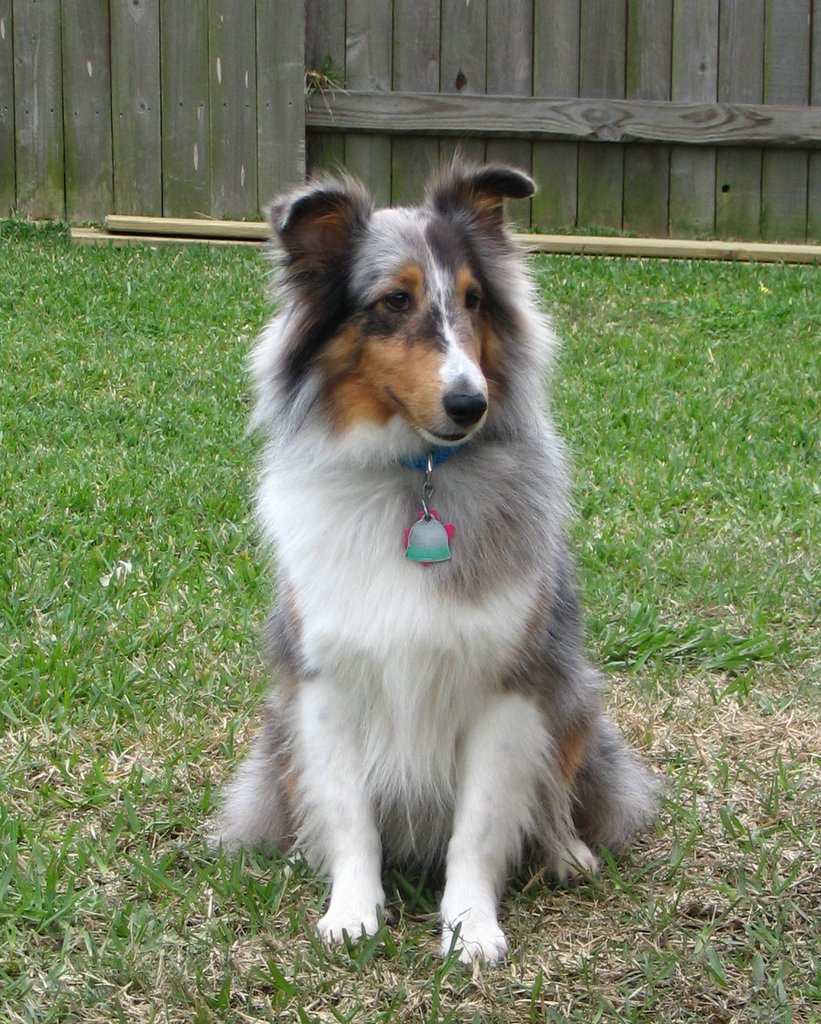 Shetland Sheepdog dog