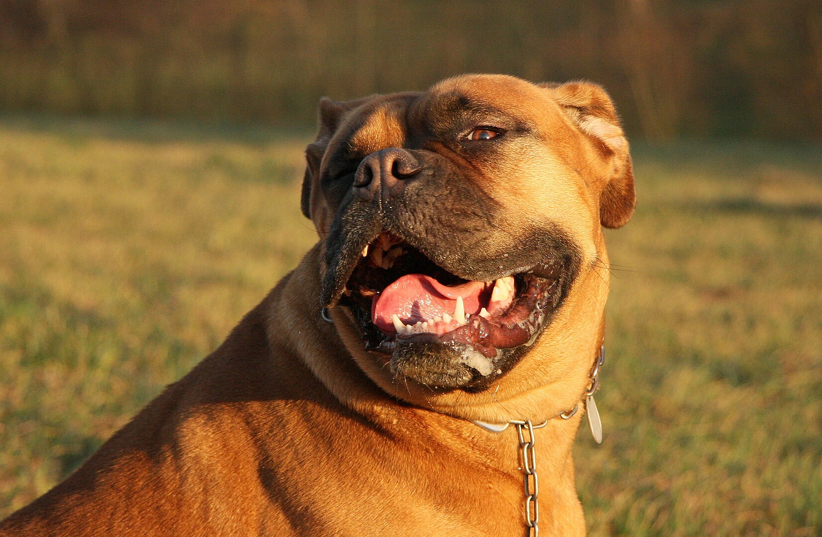 Dogue de Bordeaux dog