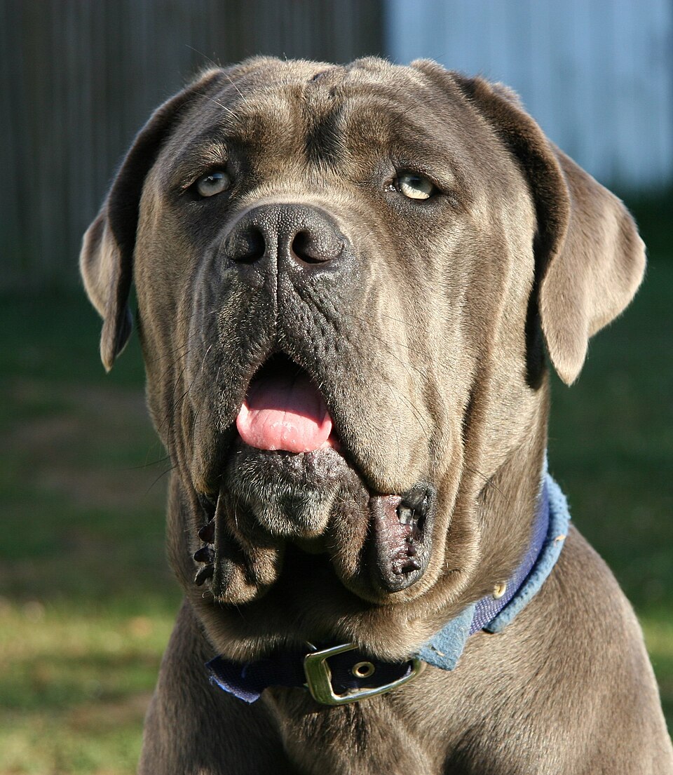 Neapolitan Mastiff