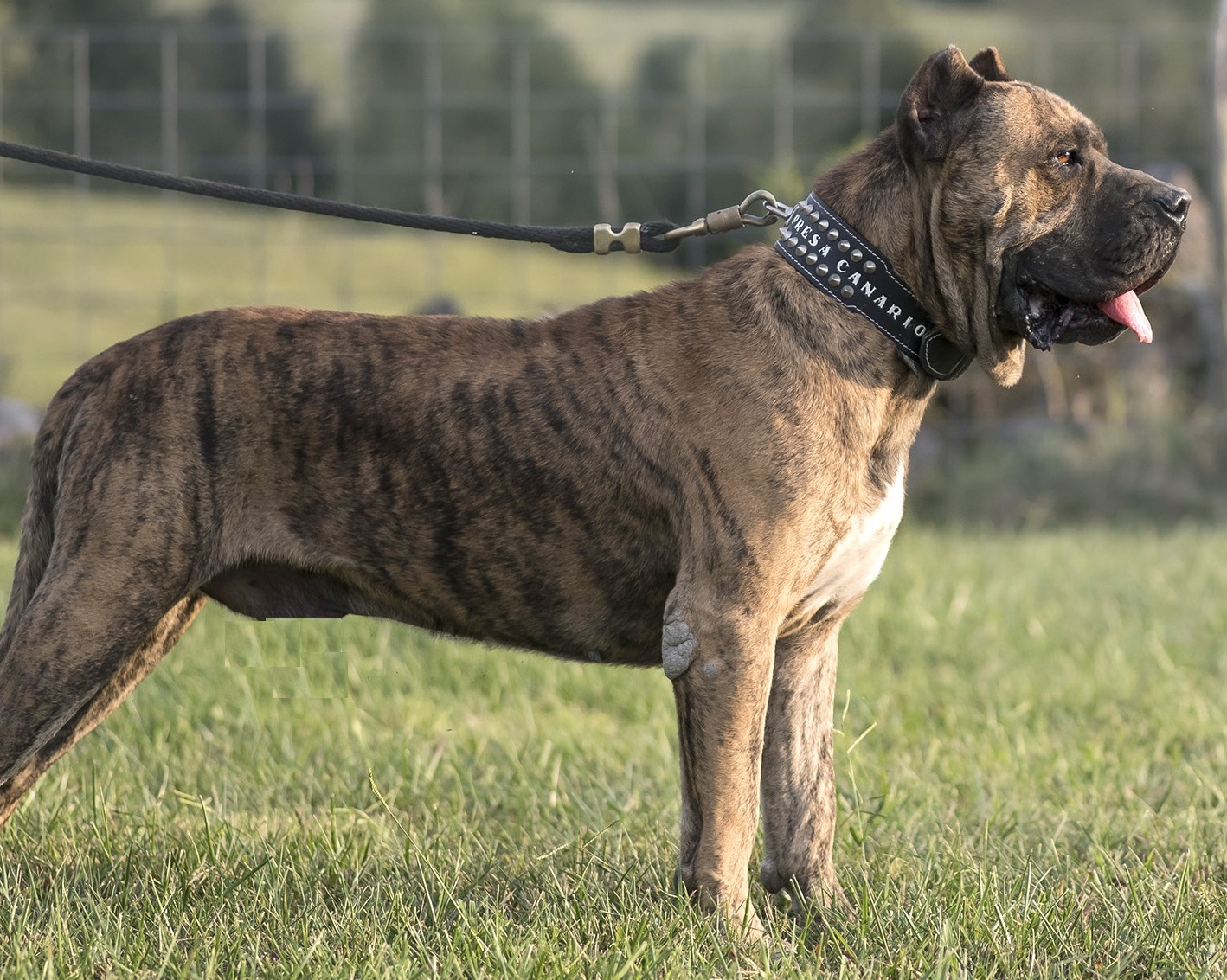Perro de Presa Canario