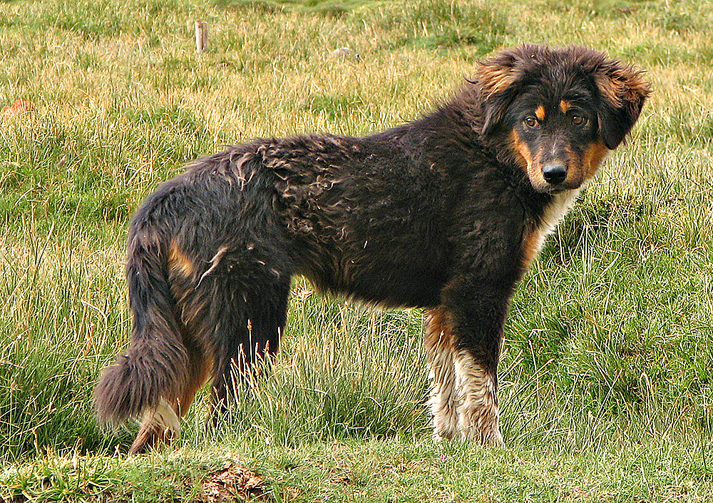 Tibetan Mastiff dog