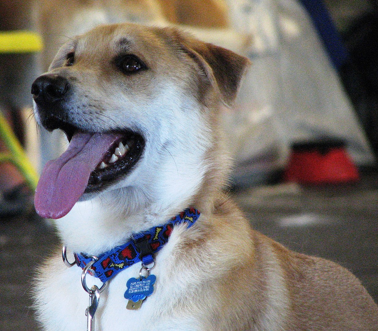 Chinook dog