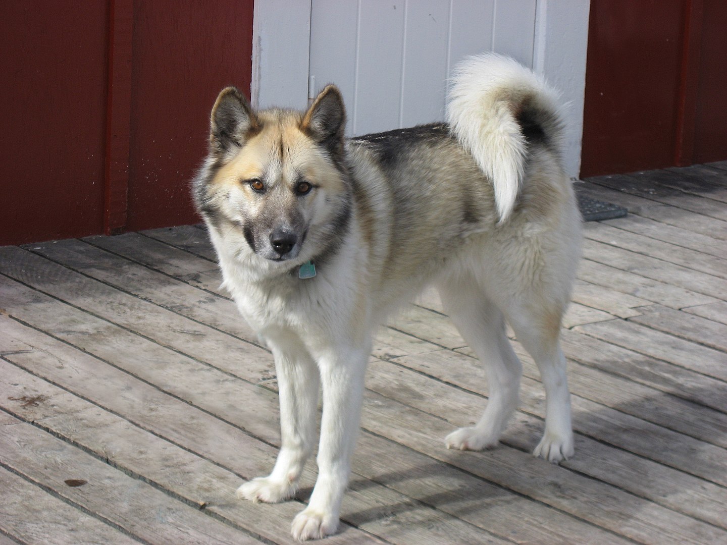 Greenland Dog dog