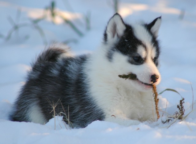 Canadian Eskimo Dog dog