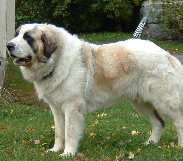 Pyrenean Mastiff dog