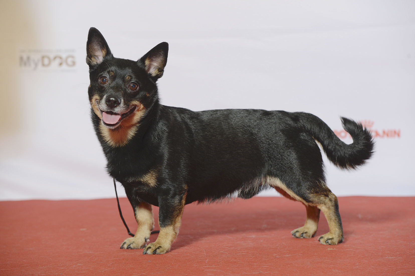 Lancashire Heeler dog