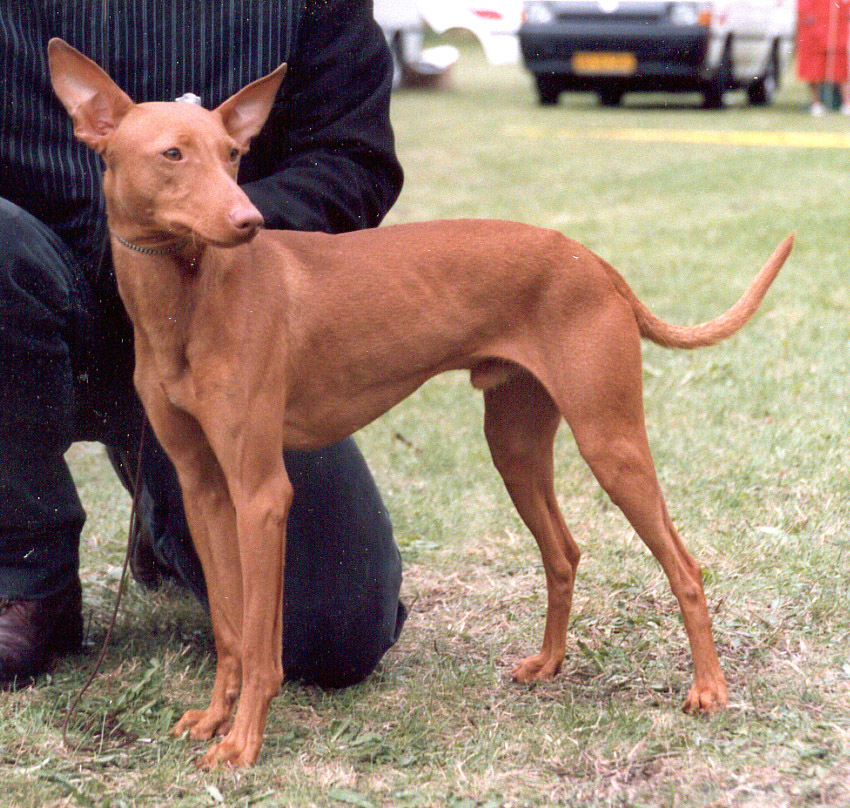 Cirneco dell’Etna dog