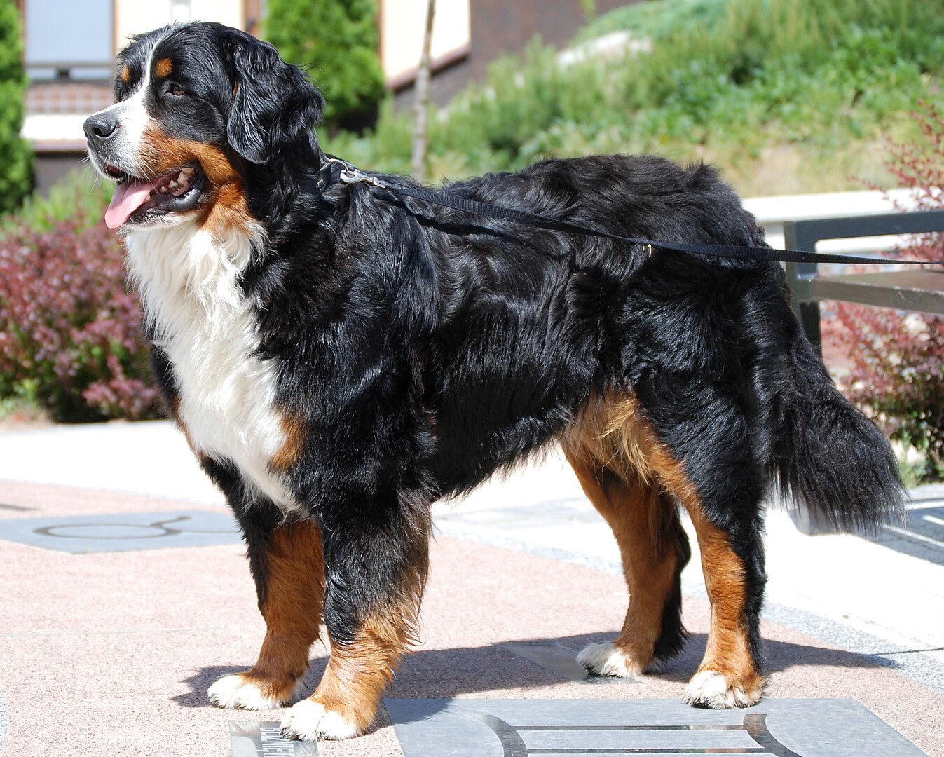 Bernese Mountain Dog dog