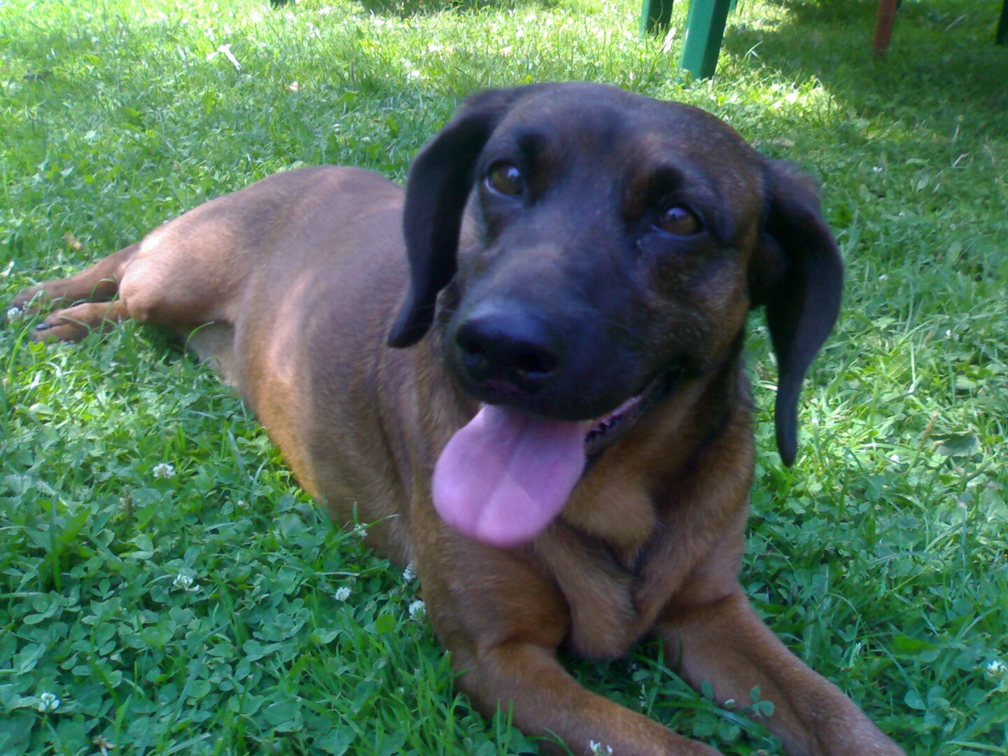 Bavarian Mountain Scent Hound dog