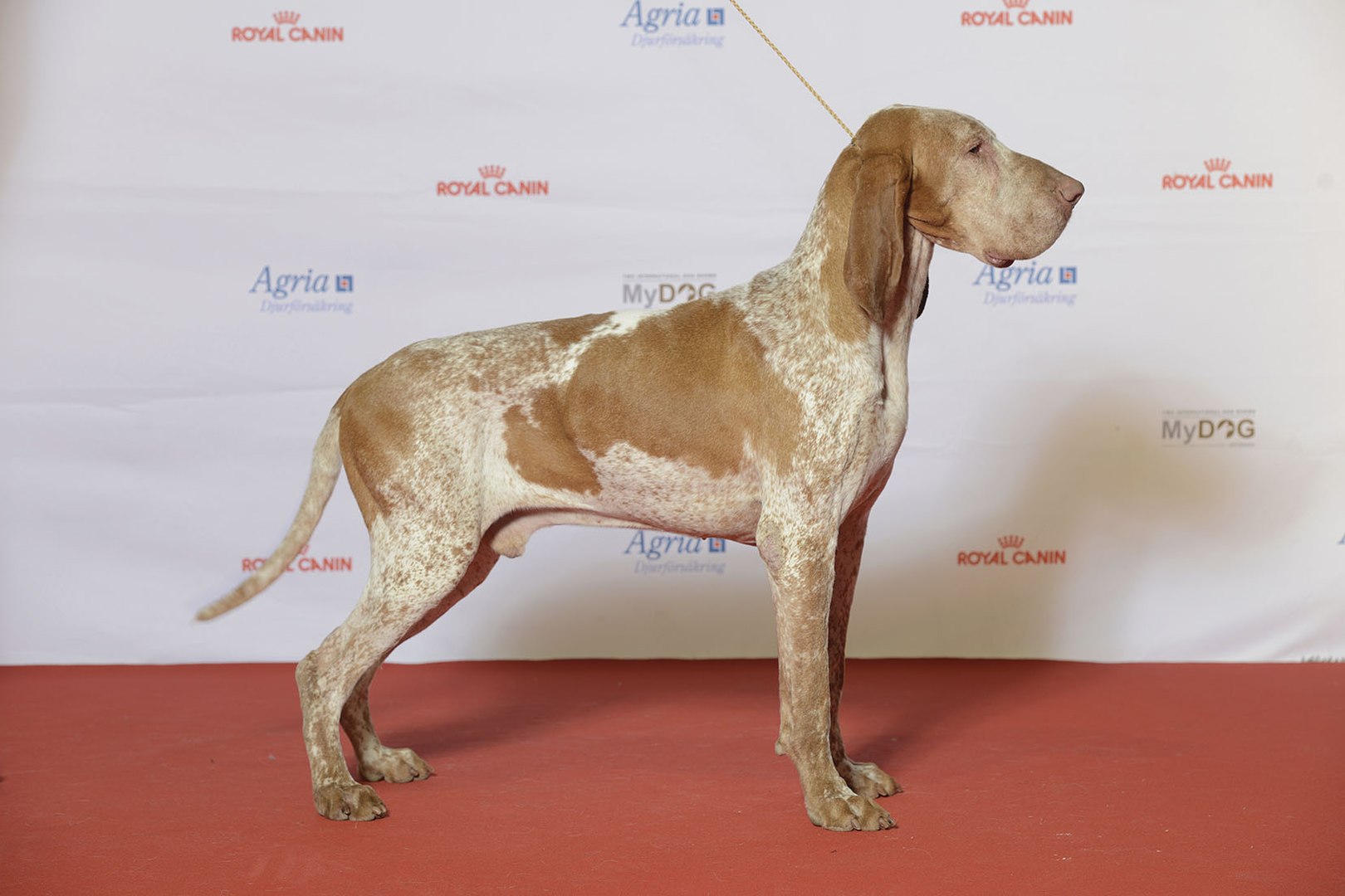 Bracco Italiano dog