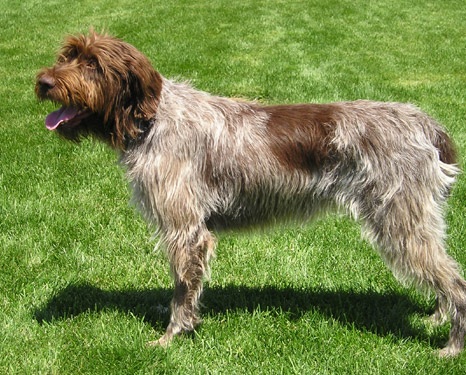 Wirehaired Pointing Griffon dog