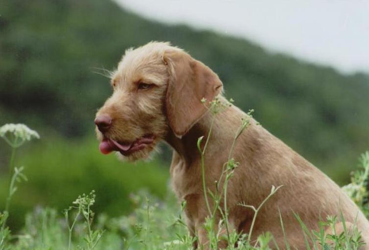 Wirehaired Vizsla dog