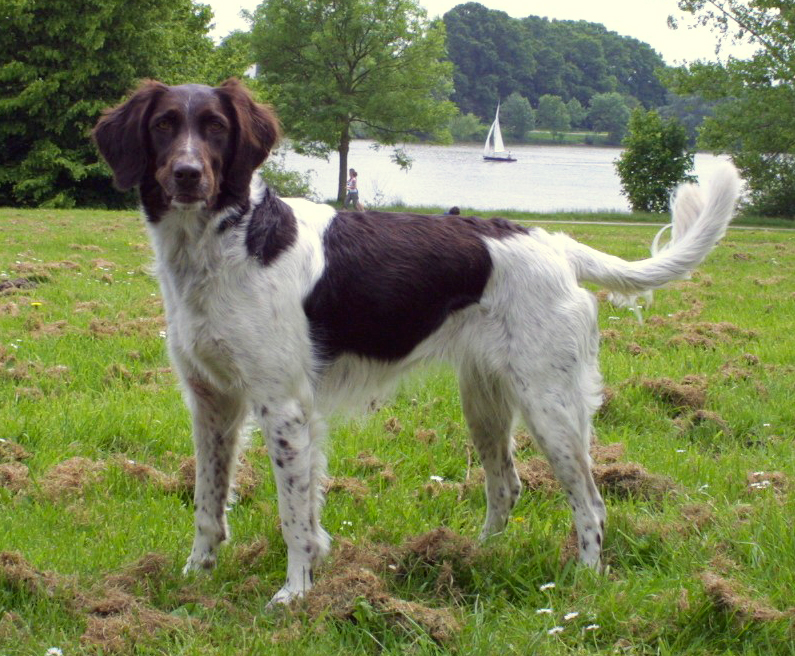 Small Munsterlander dog