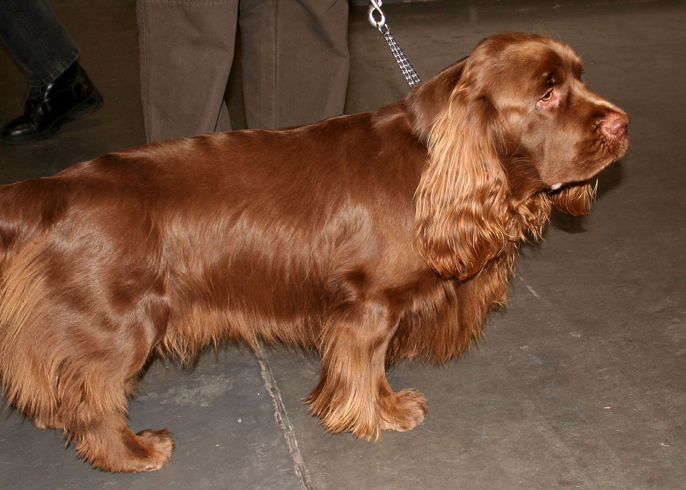Sussex Spaniel