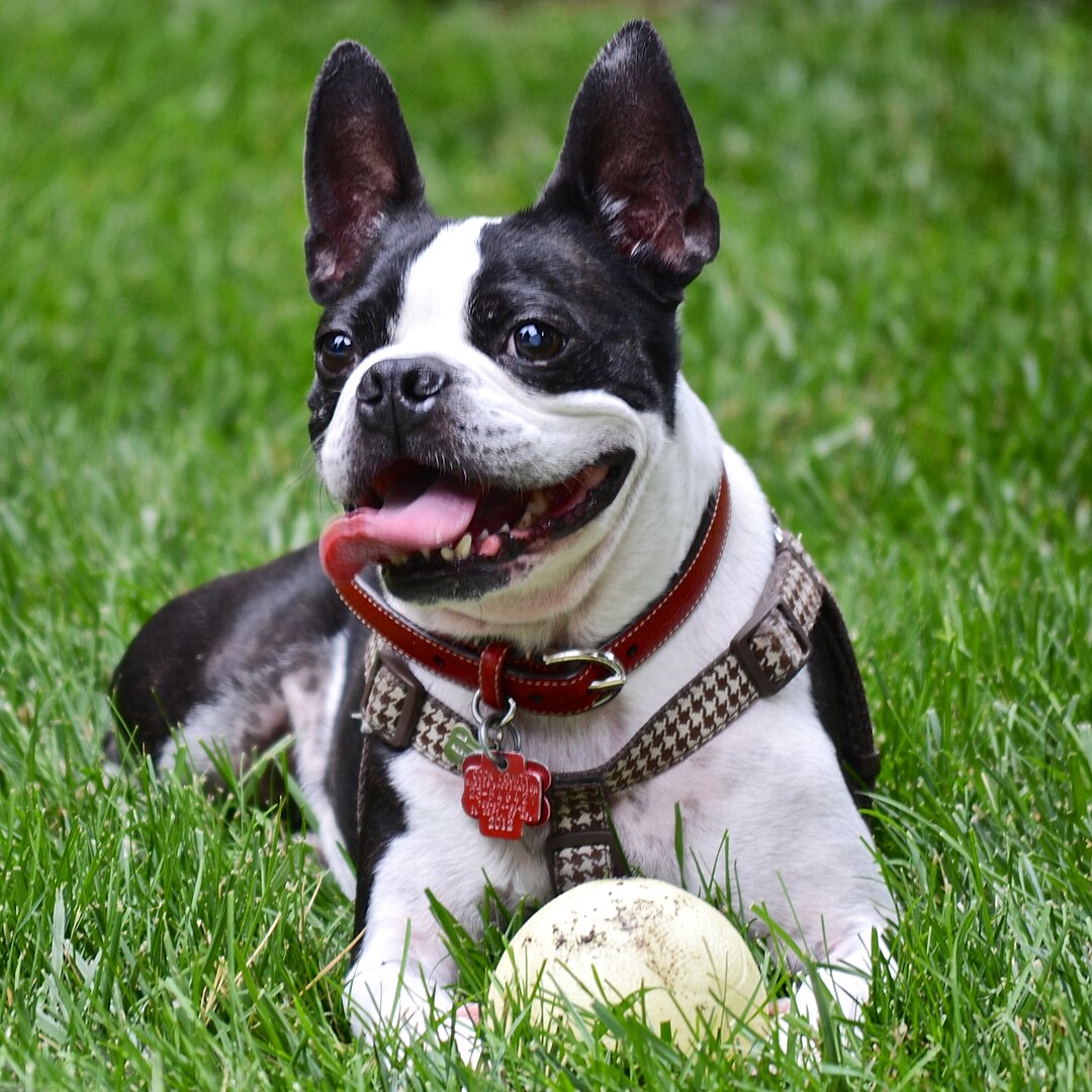 Boston Terrier