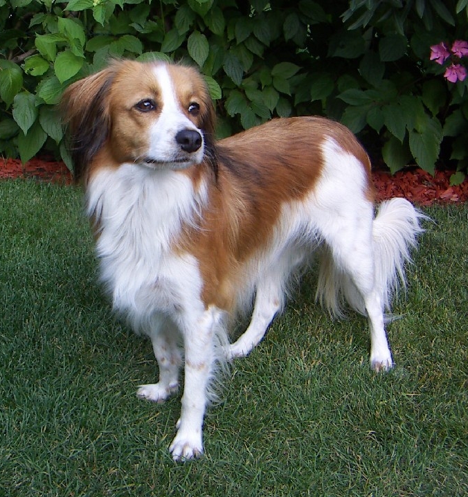 Nederlandse Kooikerhondje dog