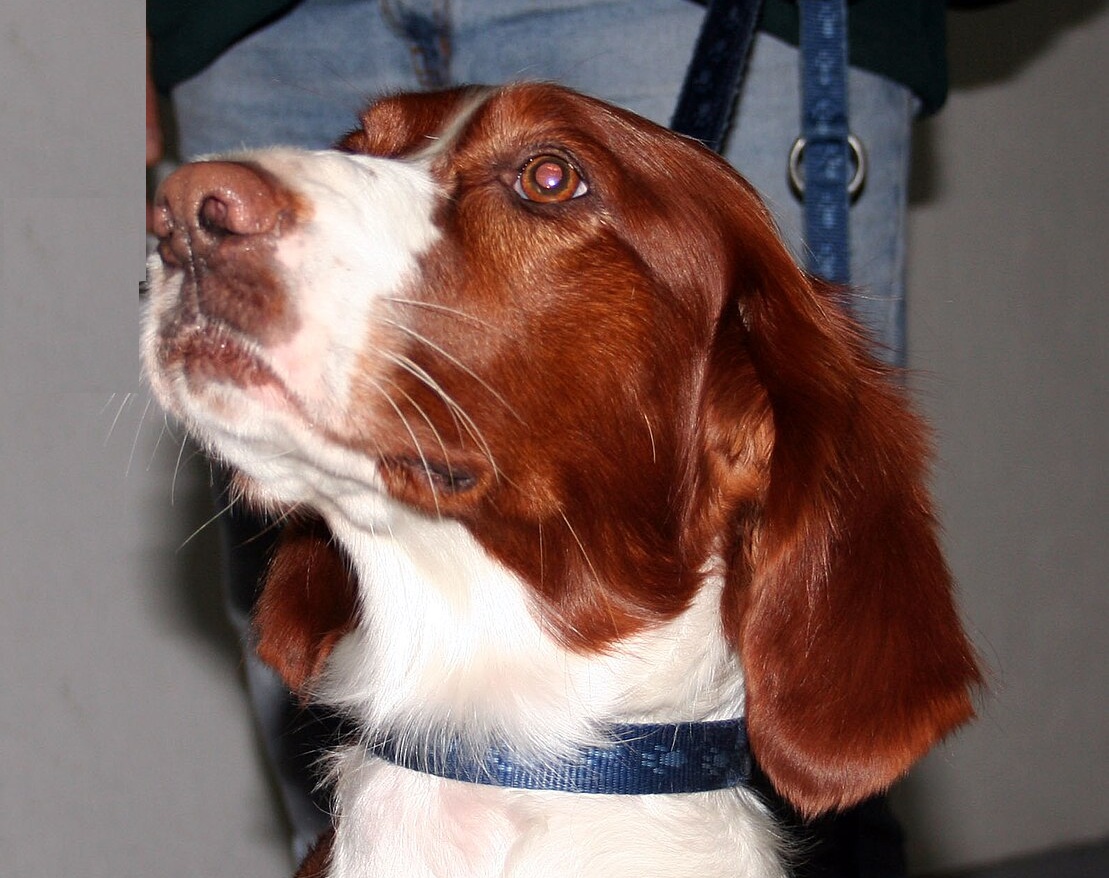 Irish Red and White Setter