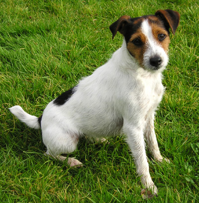 Parson Russell Terrier dog