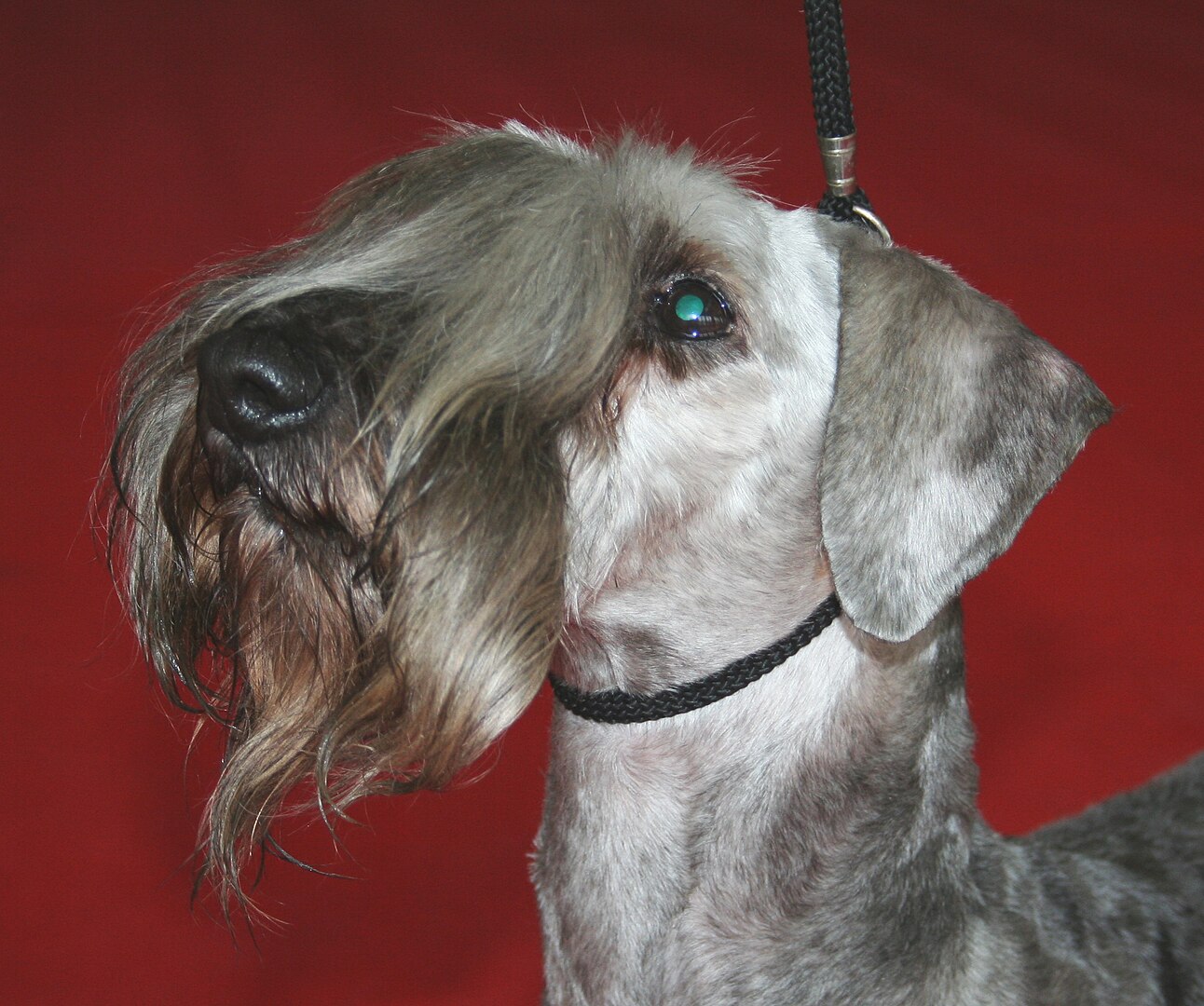 Cesky Terrier