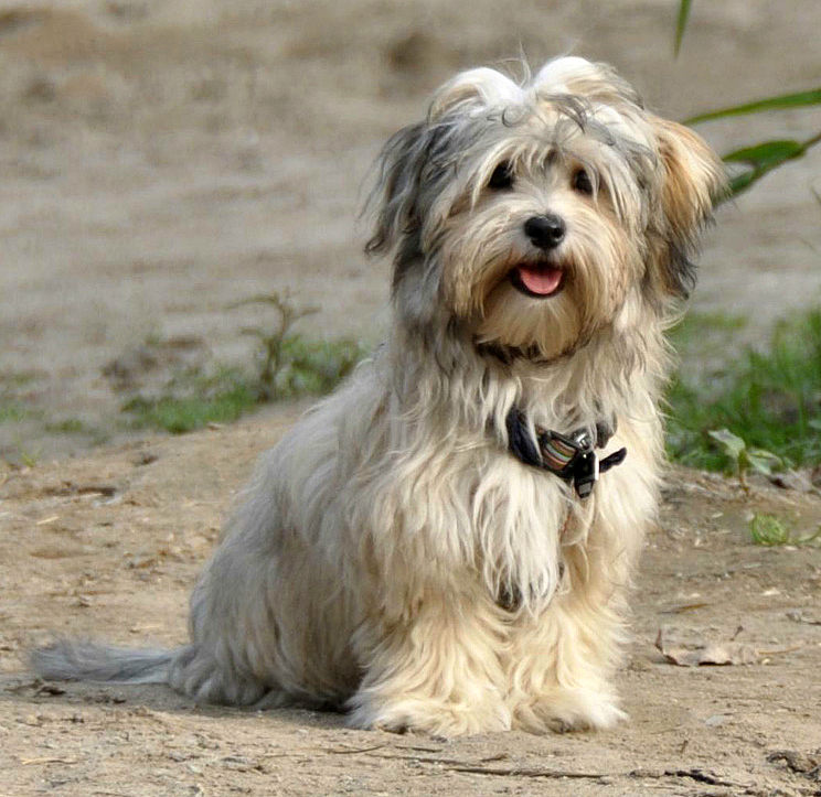 Havanese dog