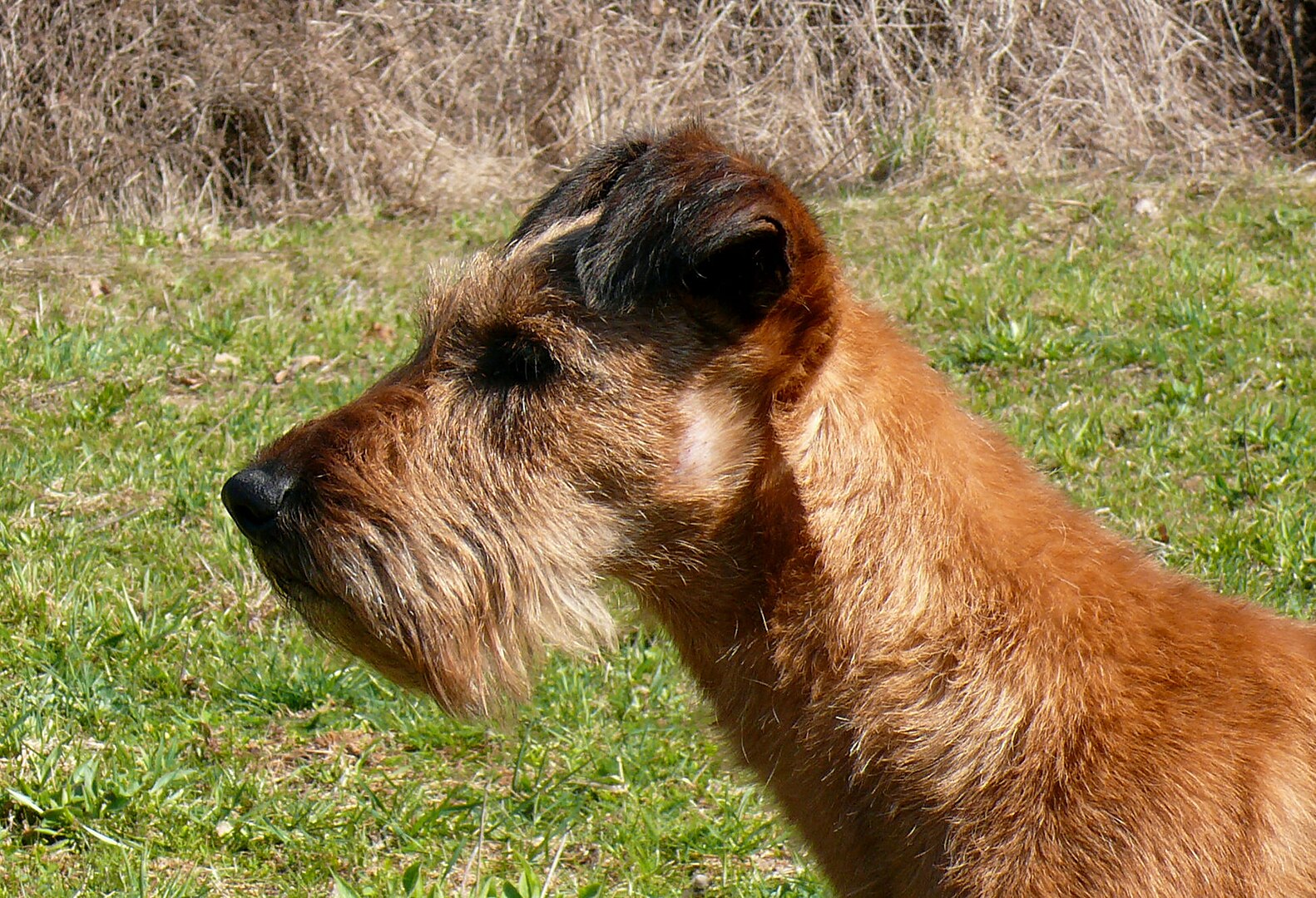 Irish Terrier