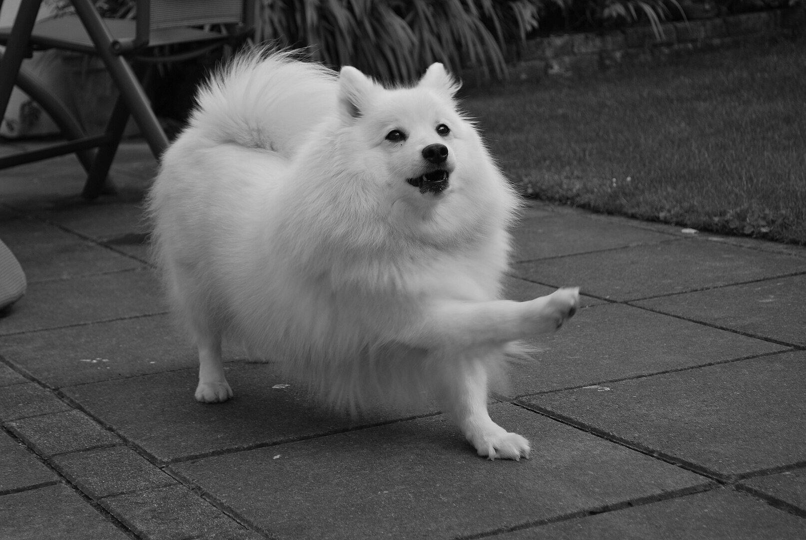 Japanese Spitz dog