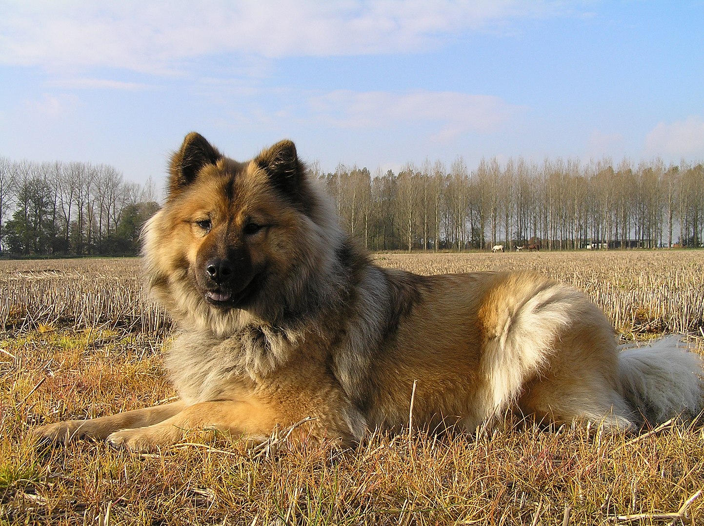 Eurasier dog