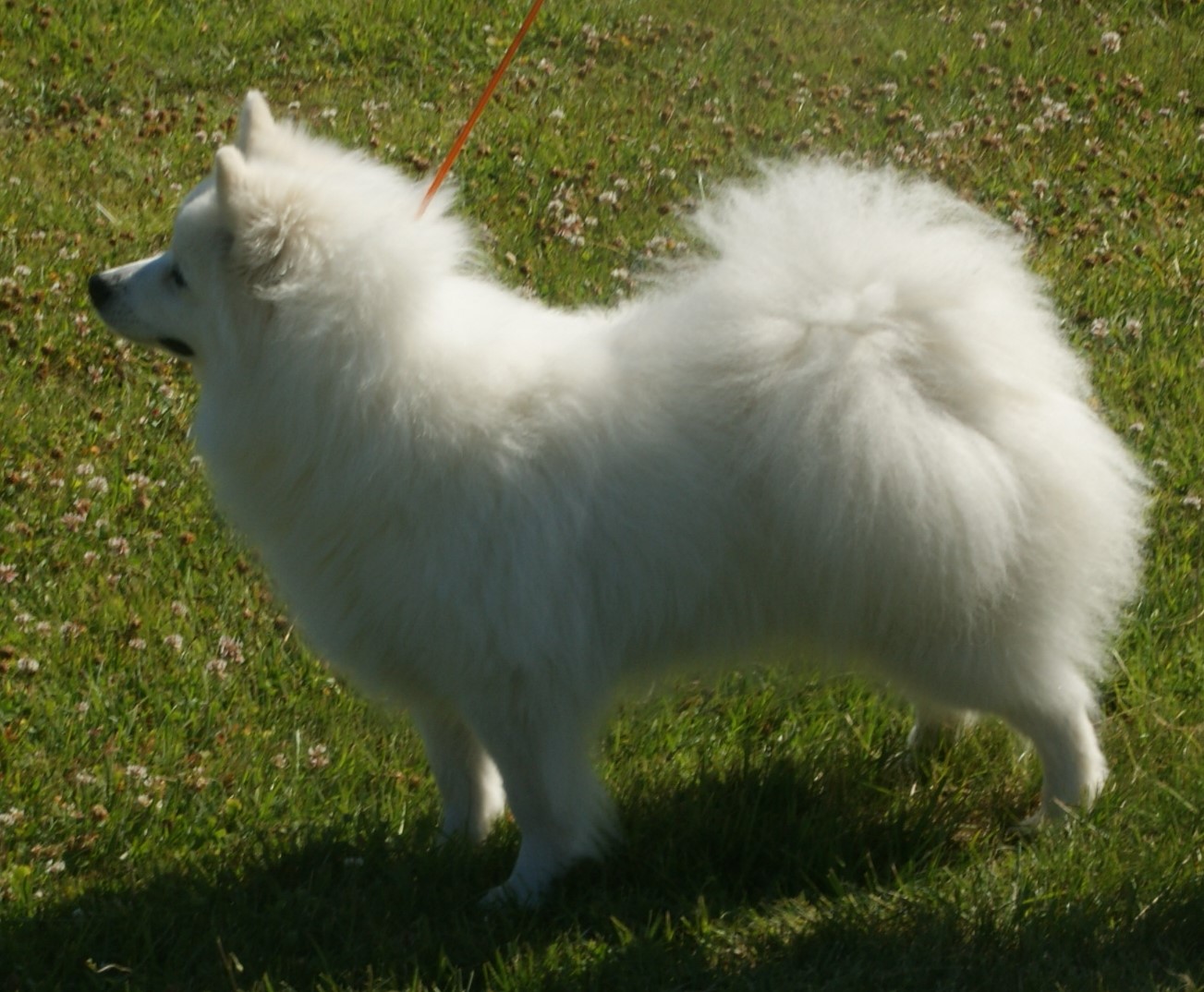 Volpino Italiano dog